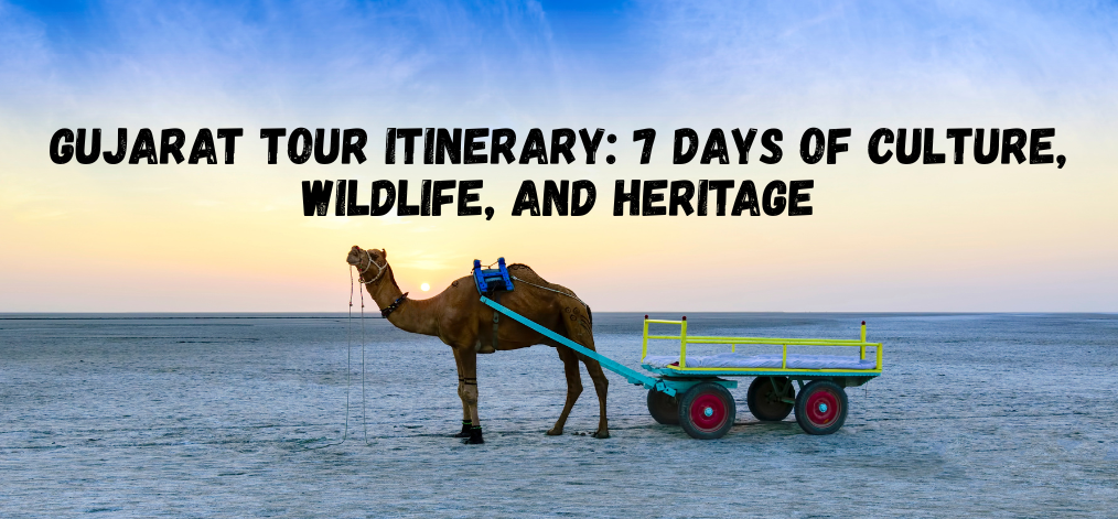 Gujarat Tour Itinerary: 7 Days of Culture, Wildlife, and Heritage