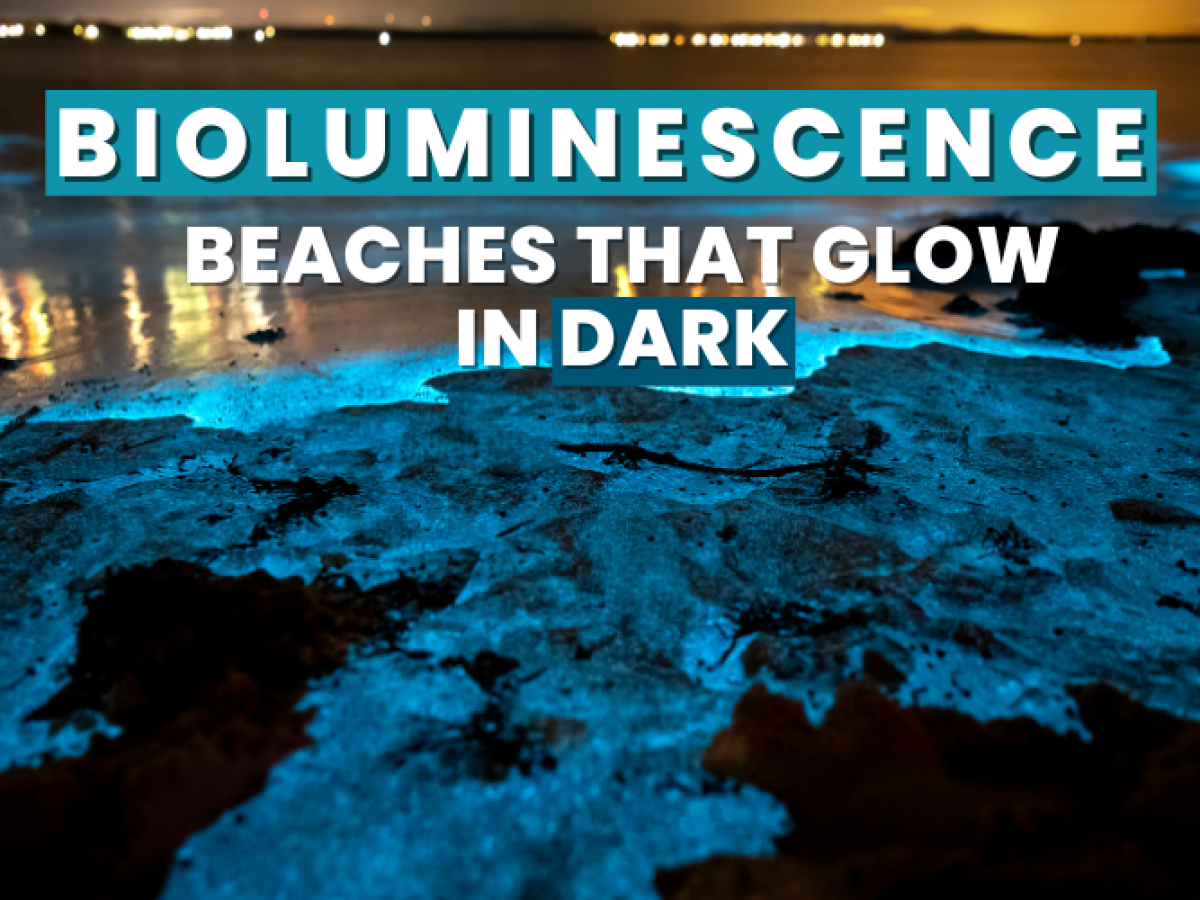 bioluminescent beaches in india