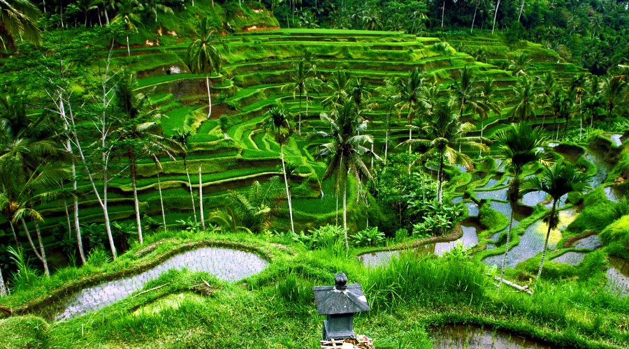 Tegallalang Rice Terrace Bali