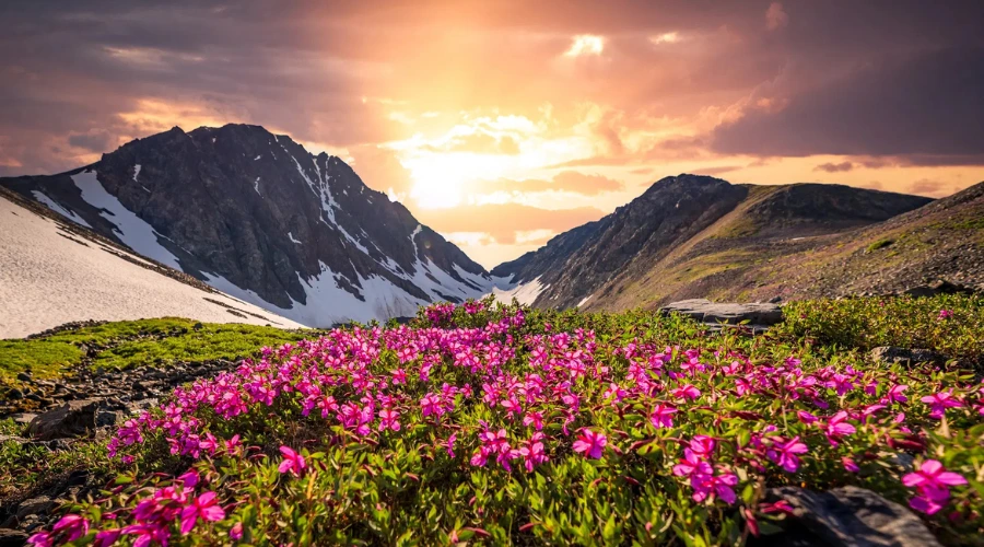 Valley of Flowers, Uttarakhand